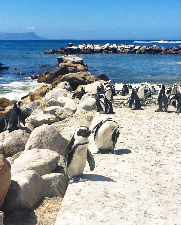 Penguins In Cape Town